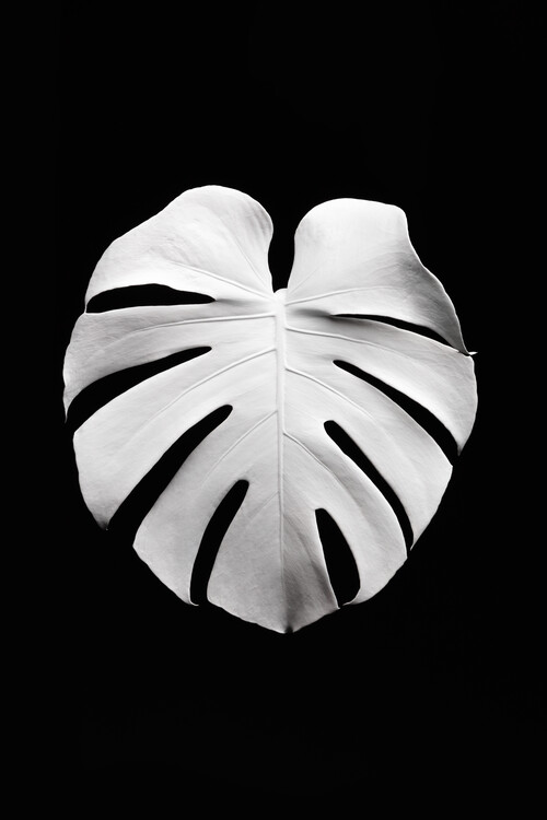 Illustration Monstera White 04