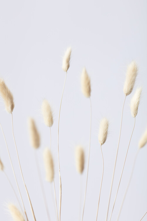 Konstfotografering Bunny Grass No 3