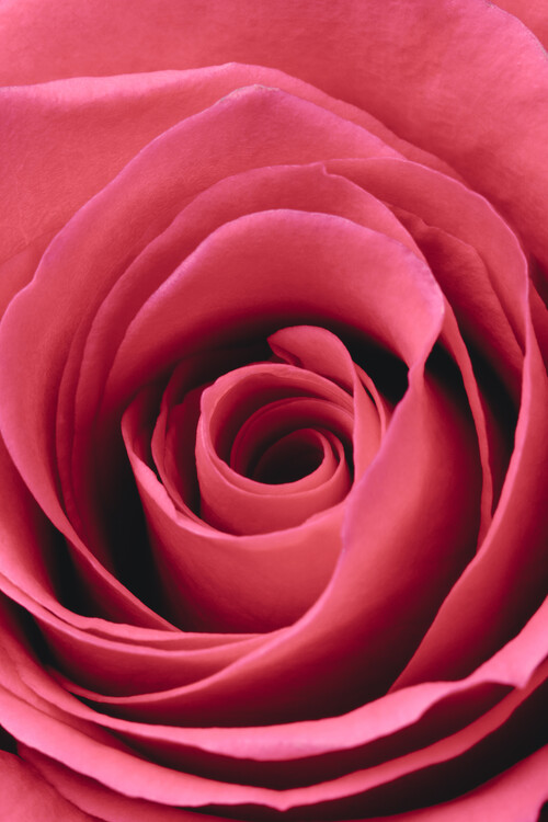 Kunstfotografie Red Rose