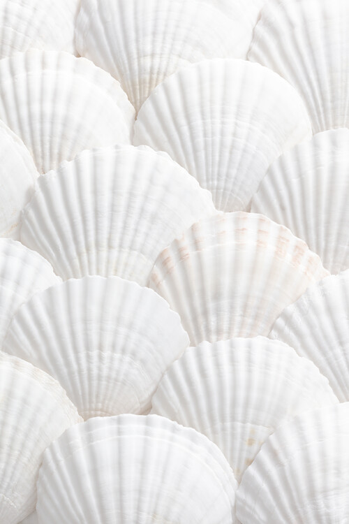Art Photography Shells_3