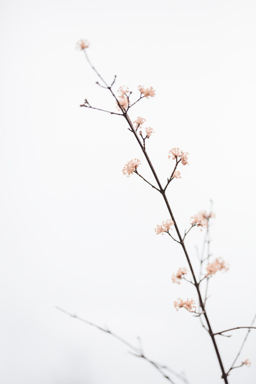 Konstfotografering Twig with small flowers