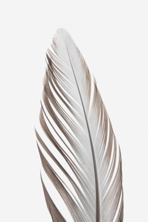 Arte Fotográfica Feather_003