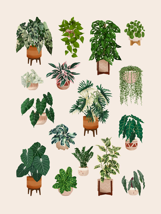 Ilustratie House Plant Collection 3