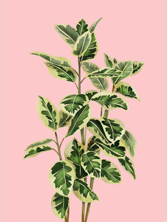 Kuva Ficus On Pink