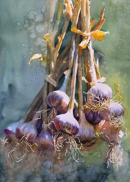 Illustration Still life with garlic with a yellow ribbon. Watercolor