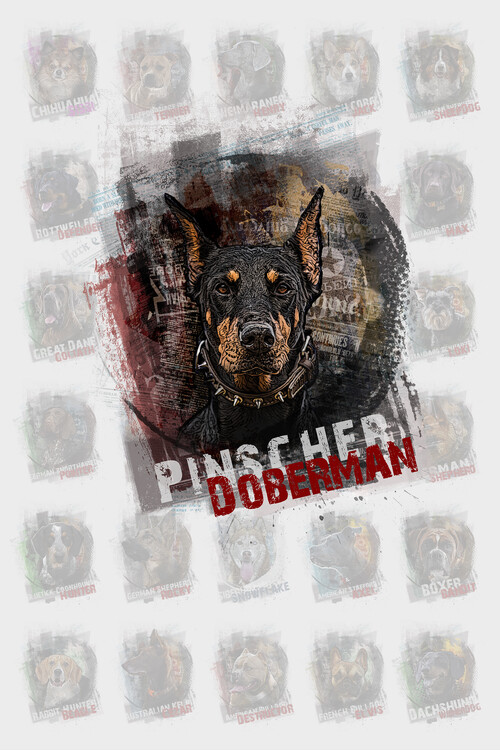Kuva Pinscher Doberman Portrait