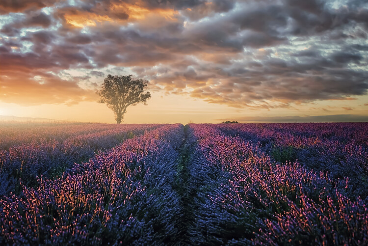 Canvas Print Sunset In Provence