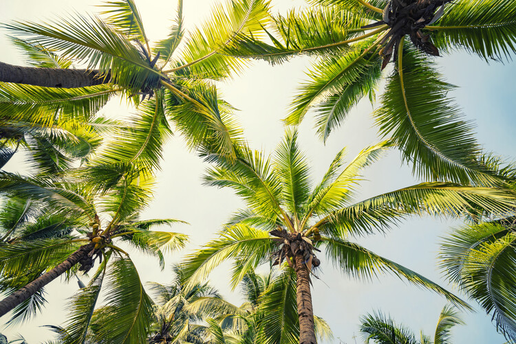 Palm trees Posters & Wall Art Prints