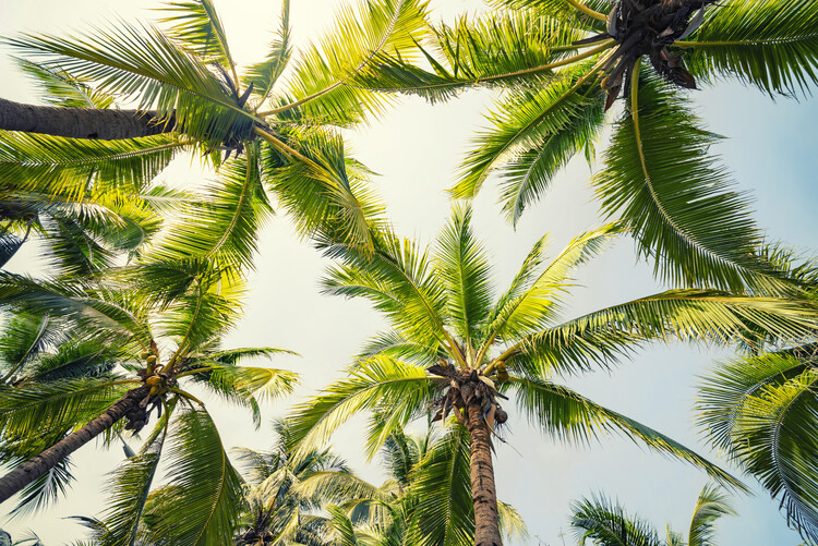 Художествена фотография Tropical Vibe