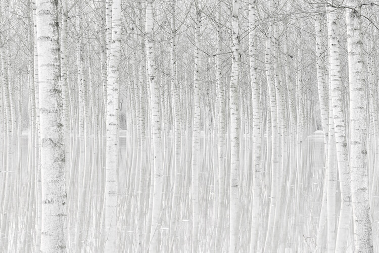 Art Photography Trees