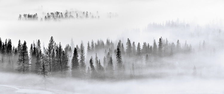 Konstfotografering Foggy Forest