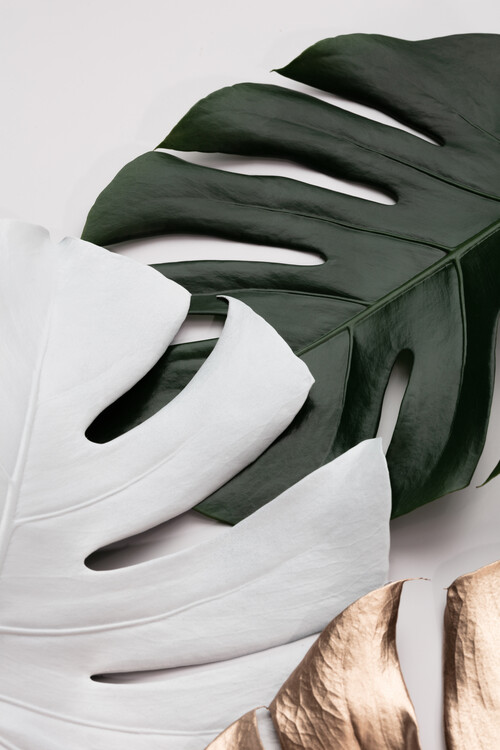 Illustration Monstera Colors 01