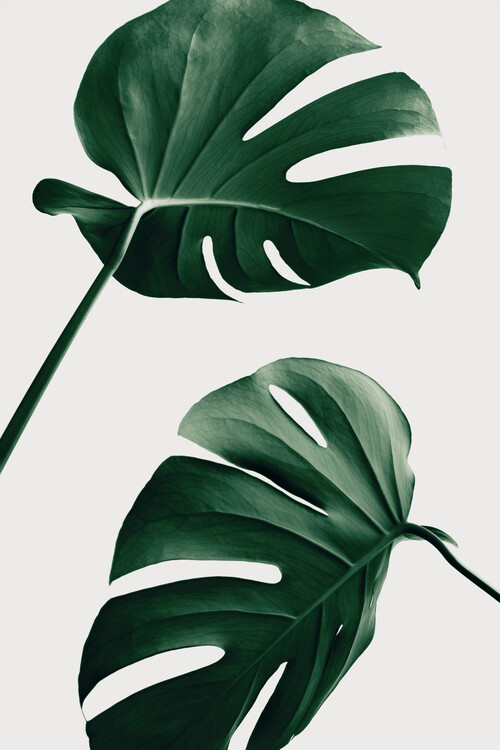 Composition murale salon posters monstera tableaux fleurs