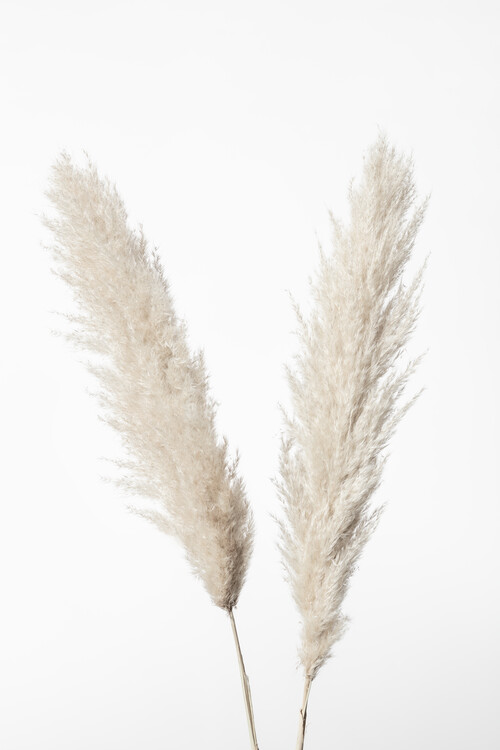 Art Photography Pampas White