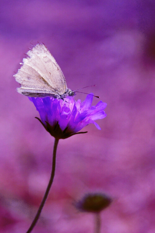 Purple Butterfly | Posters, Art Prints, Wall Murals | +250 000 motifs