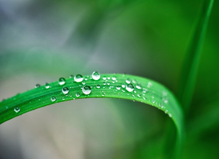 Art Photography Morning droplets