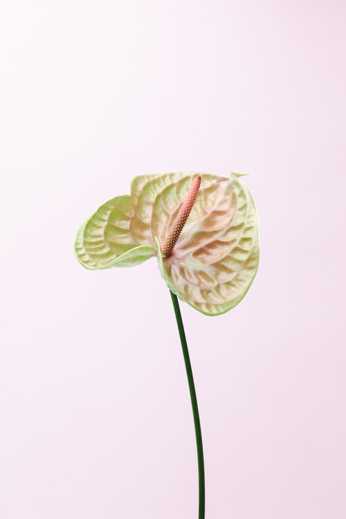 Art Photography FLAMMINGO FLOWER