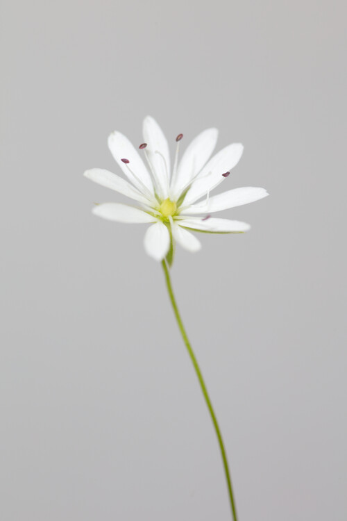 Art Photography Small white flower 1