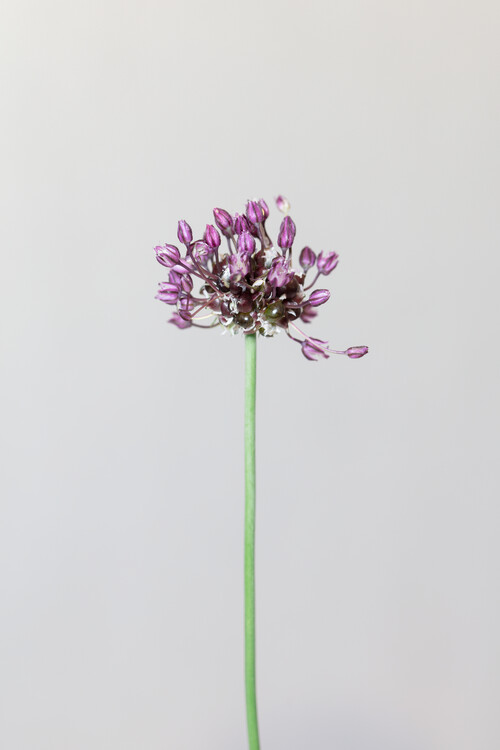 Art Photography Chive flower