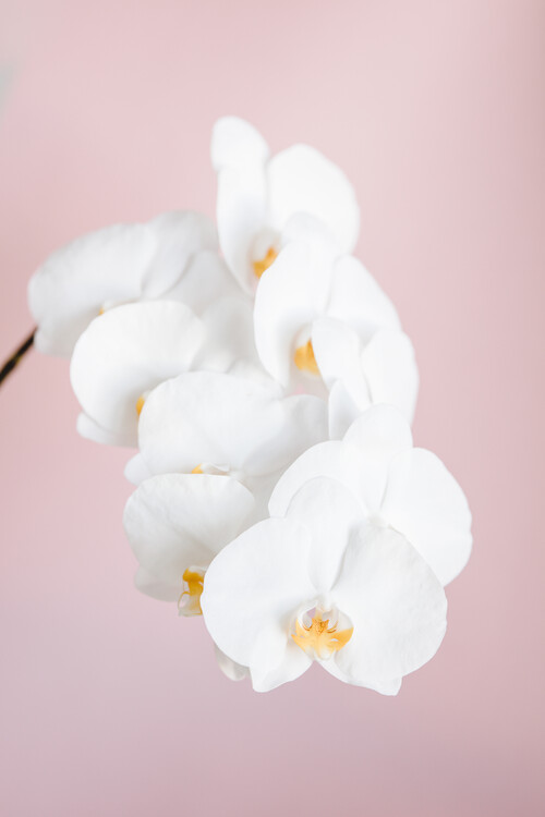 Art Photography Orchid 2