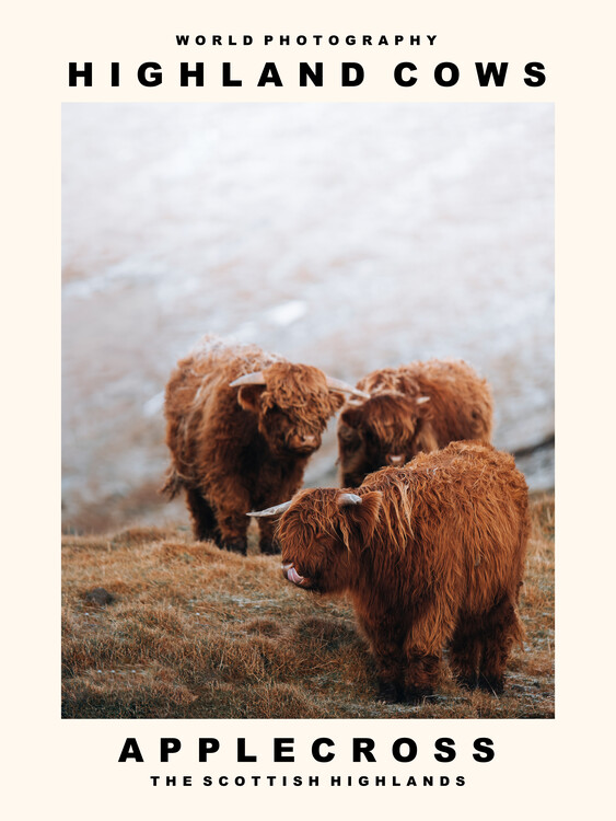 Art Photography Highland Cow With Big Horns