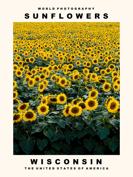 Art Photography Sunflowers (Wisconsin, USA)