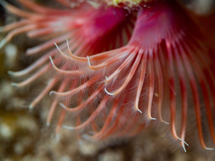 Illustration Jellyfish Tropical Reef Life underwater Ocean Water color
