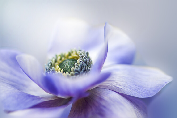 Art Photography Bouquet pink peony