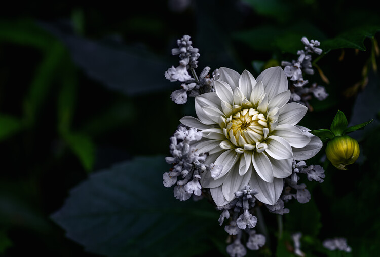 Kunstfotografie Dahlia flower
