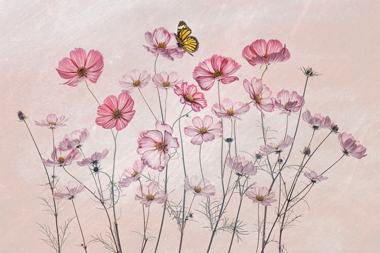 Fotografie Cosmos and Butterfly, Lydia Jacobs, 40x26.7 cm