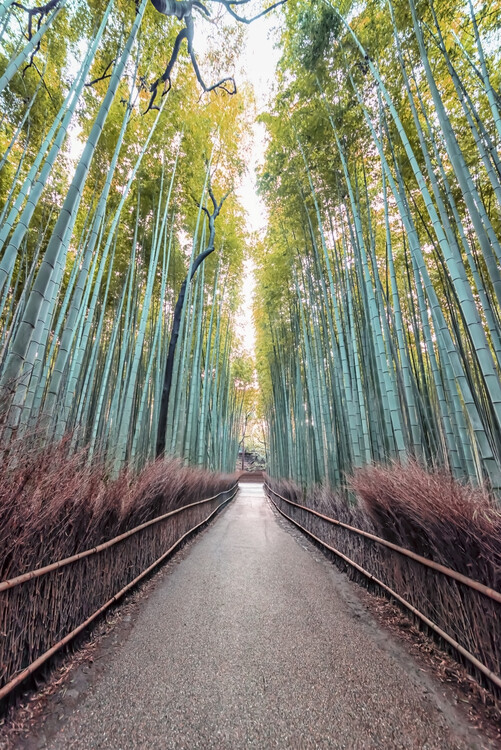 Arte Fotográfica Bamboo Grove
