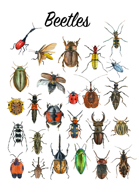 Plakát Beetles Art