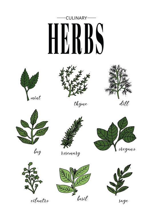 Print op canvas Culinary Herbs