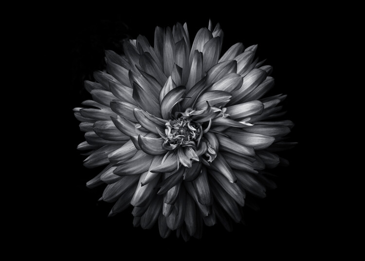 Art Photography Backyard Flowers In Black And White No 20