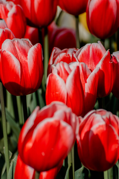 Canvas Print Red Tulips