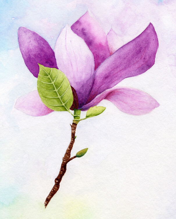Illustration Magnolia
