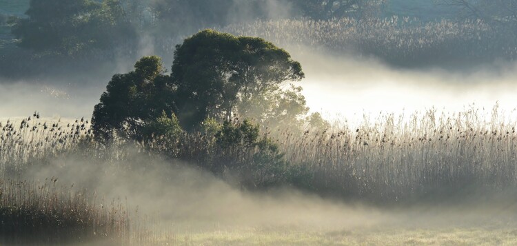 Eucalyptus tree and morning fog over reed grass | Julisteet, taideprintit,  seinämuraalit | Europosters