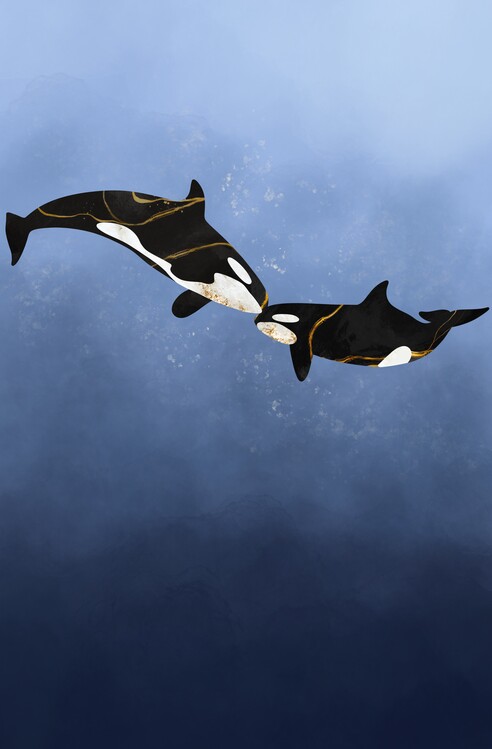 Ilustracja Marble orcas