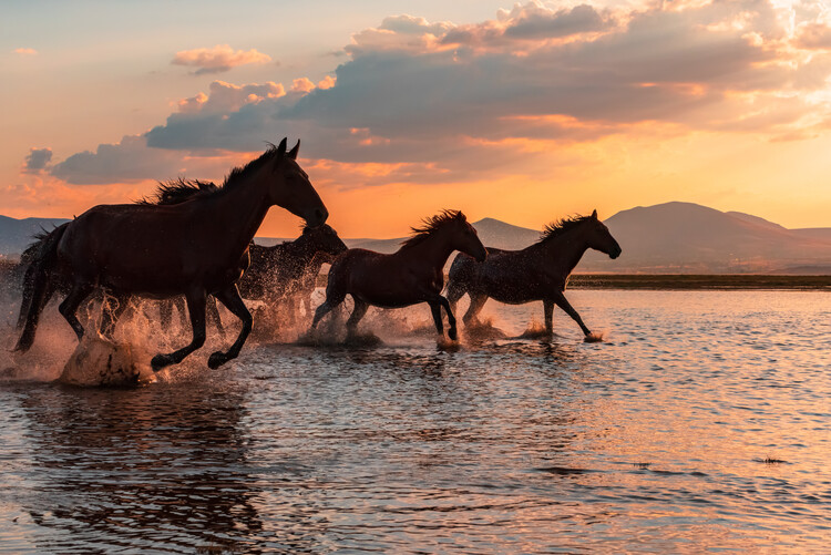 Fotografie WATER HORSES, BARKAN TEKDOGAN, 40x26.7 cm