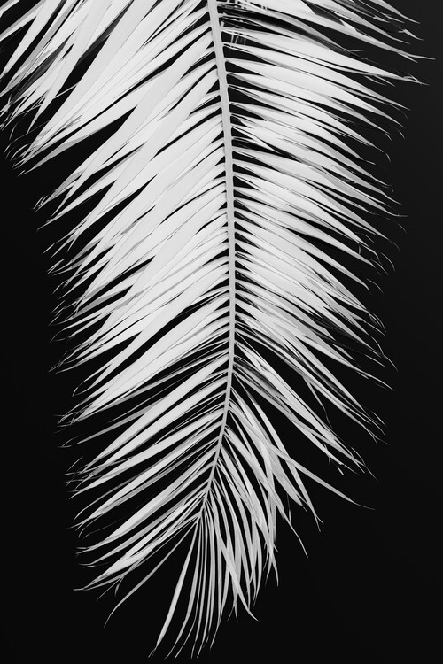 Ilustração Palmblad_004