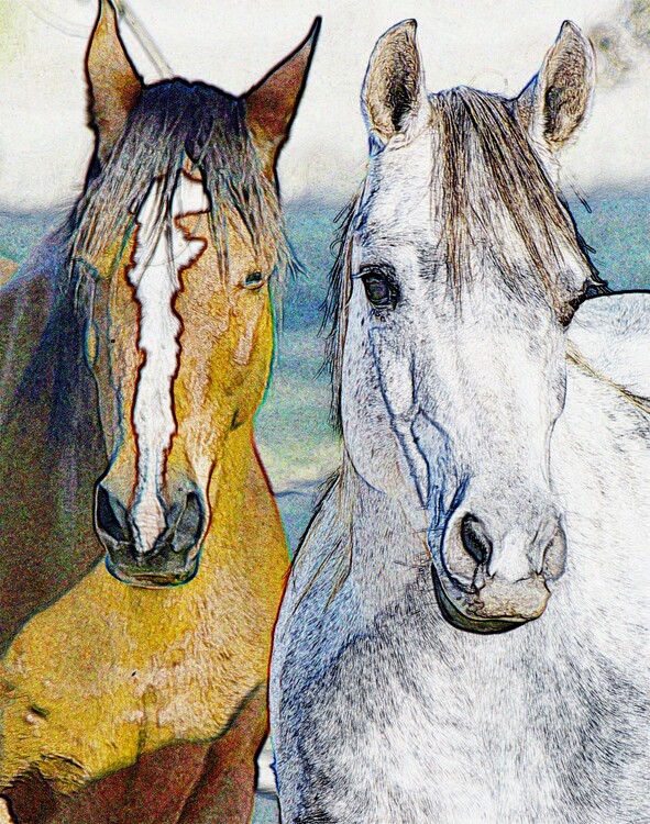 Illustration two Horses