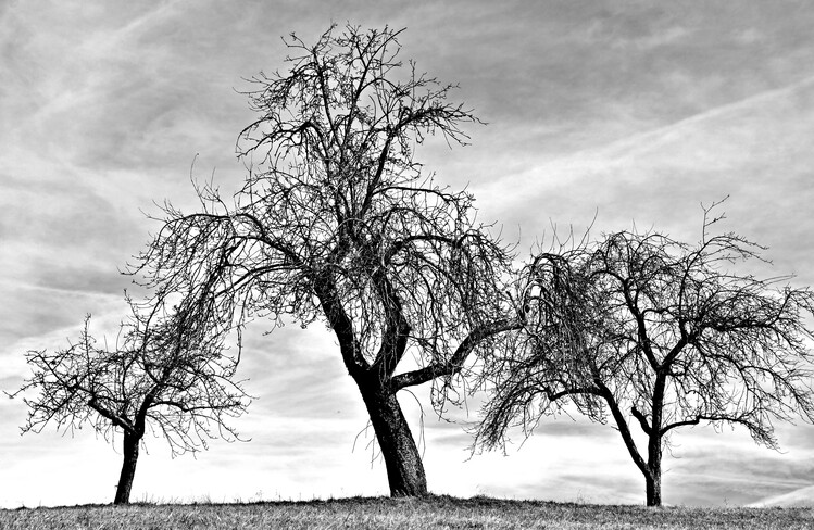 Kunstfotografie three bare Apple trees in winter monochrome