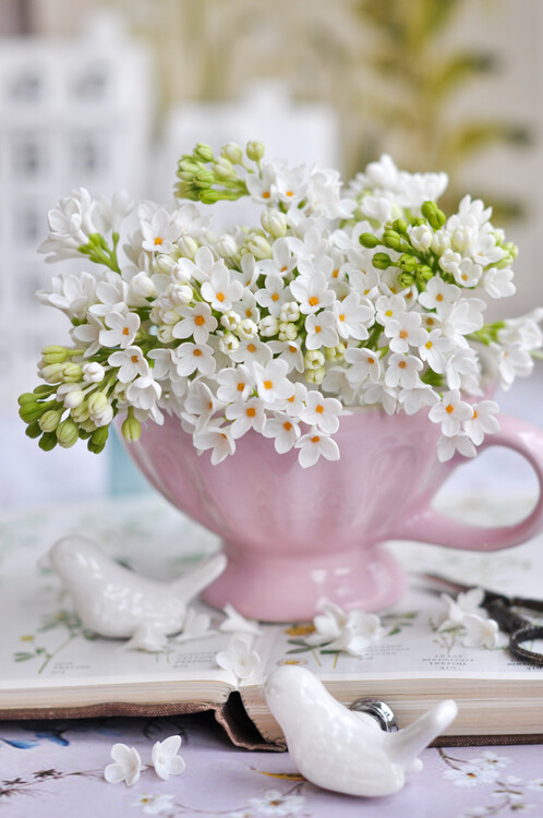 Fotografie de artă White lilac