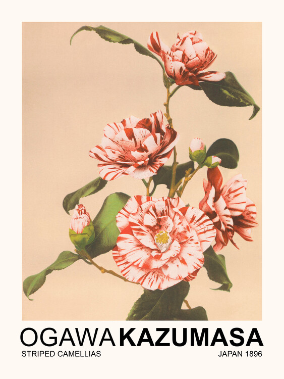 Taidejäljennös Striped Camellias (Japandi Florals) - Ogawa Kazumasa