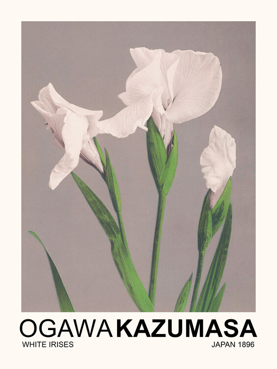 Taidejäljennös White Irises (Japandi Florals) - Ogawa Kazumasa