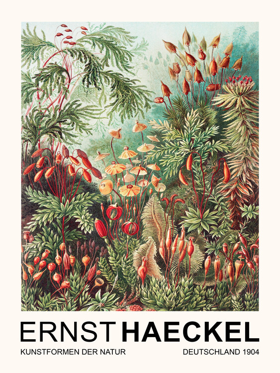 Taidejäljennös Muscinae–Laubmoose / Rainforest Plants (Vintage Academia) - Ernst Haeckel