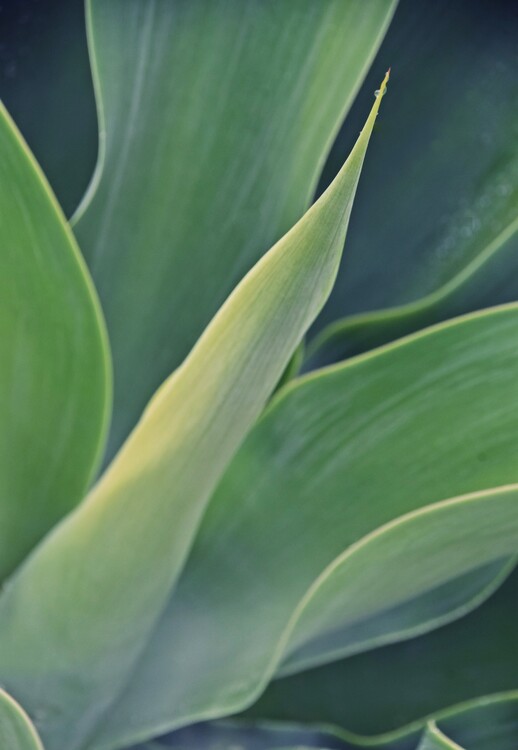 Art Photography fresh green Agave leaves