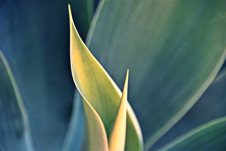 Art Photography blue Agave leaves in sunlight