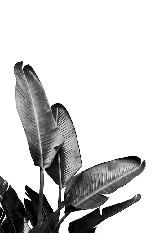 Umělecká fotografie Bird of Paradise Plant Black and White 03