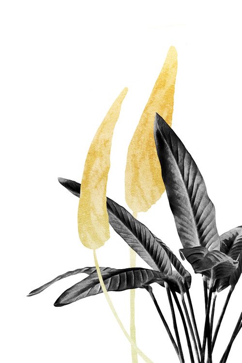 Art Photography Bird of Paradise Plant Black, White and Gold 01